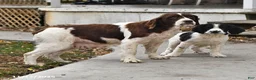 English Springer Spaniel dogs for sale: Wafer  - Ad 6