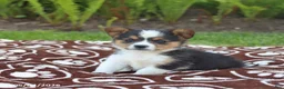 Mixed Breed dogs for sale: Snickers - Ad 5