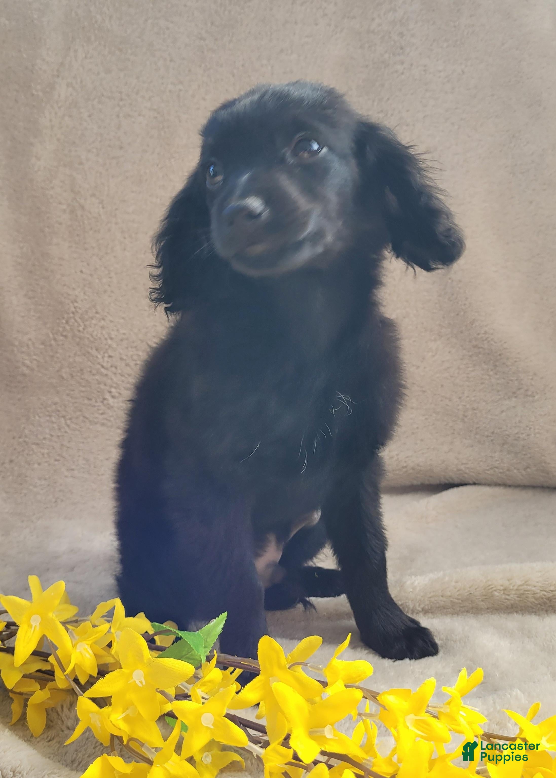 Cavapoo dogs Georgie - Ad 2