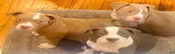 American Bully dogs for sale: Phantom  - Ad 18