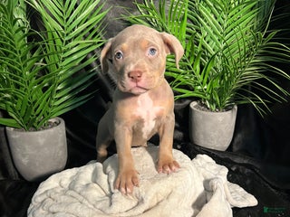 American Bully dogs - Ad 1