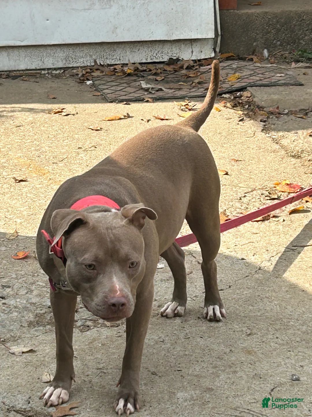 Mixed Breed dogs for sale: Mixed Breed Puppy 1 - Ad 2