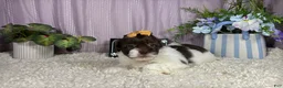 Shihpoo dogs for sale: Shihpoo 2 - Ad 2
