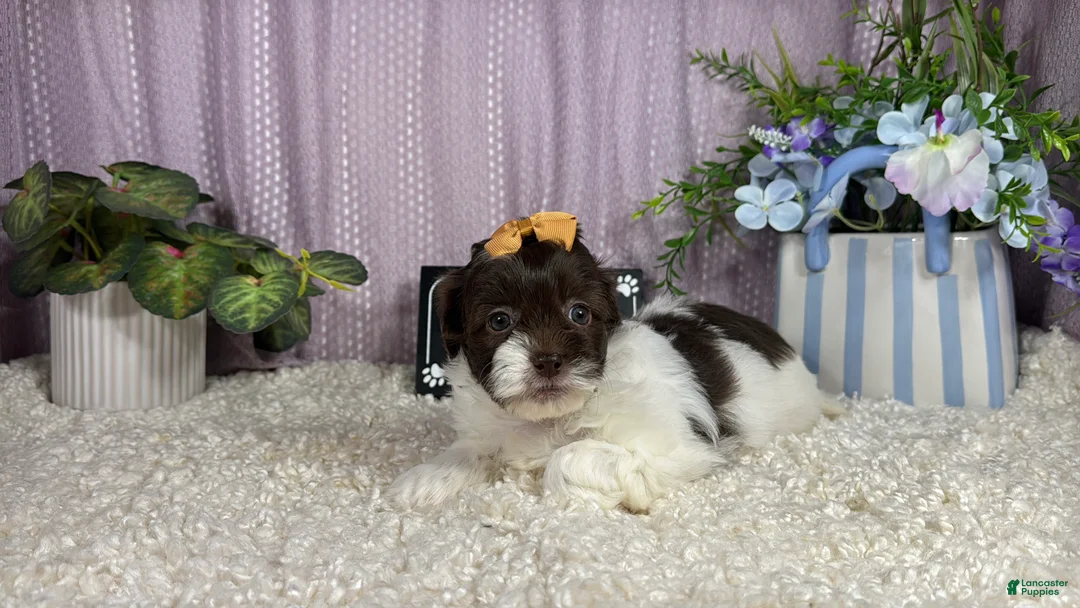 Shihpoo dogs for sale: Shihpoo 2 - Ad 2
