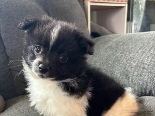 Pomeranian dogs Patch - Ad 2