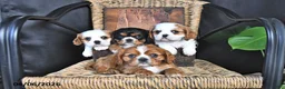 Cavalier King Charles Spaniel dogs for sale: Dakota - Ad 5