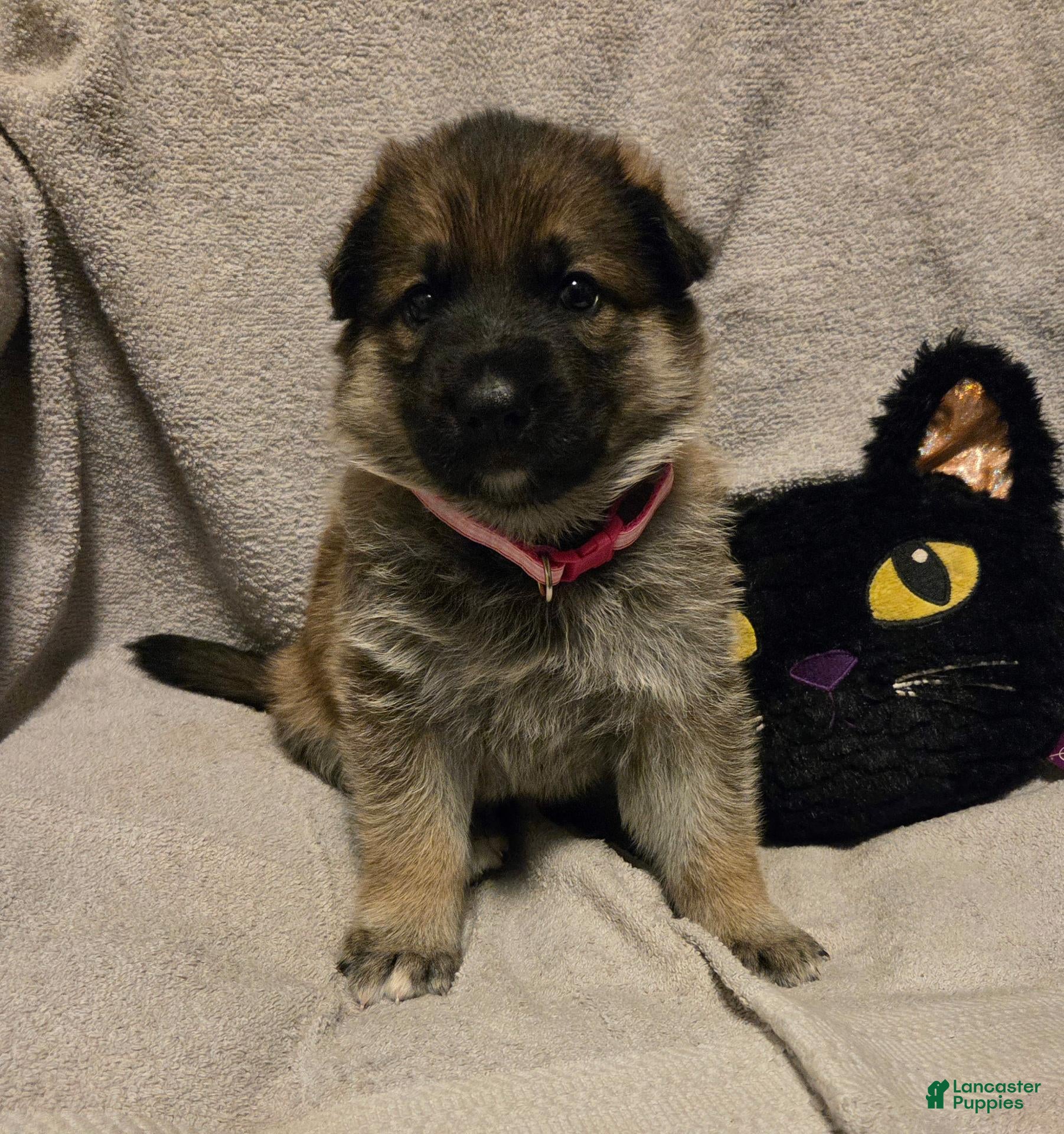 German Shepherd dogs Molly - Ad 2