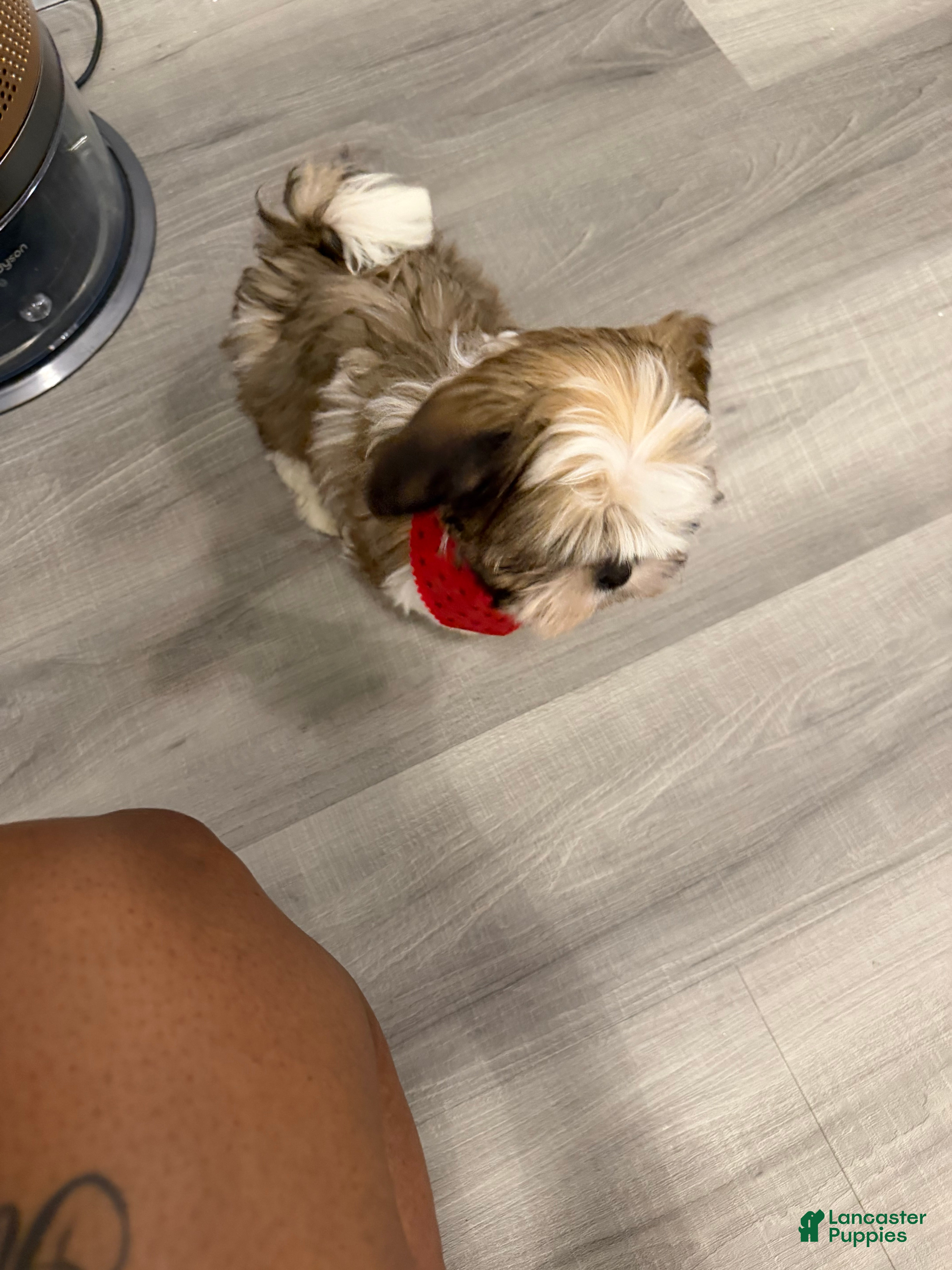 Shih Tzu dogs for sale: Shih Tzu Puppy 1 - Ad 6