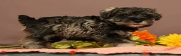 Miniature Schnauzer dogs for sale: Charlotte - Ad 4