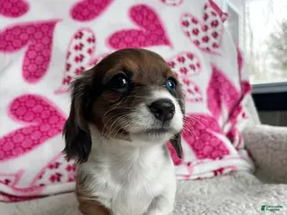 Miniature Dachshund dogs Rosie Bud - Ad 37