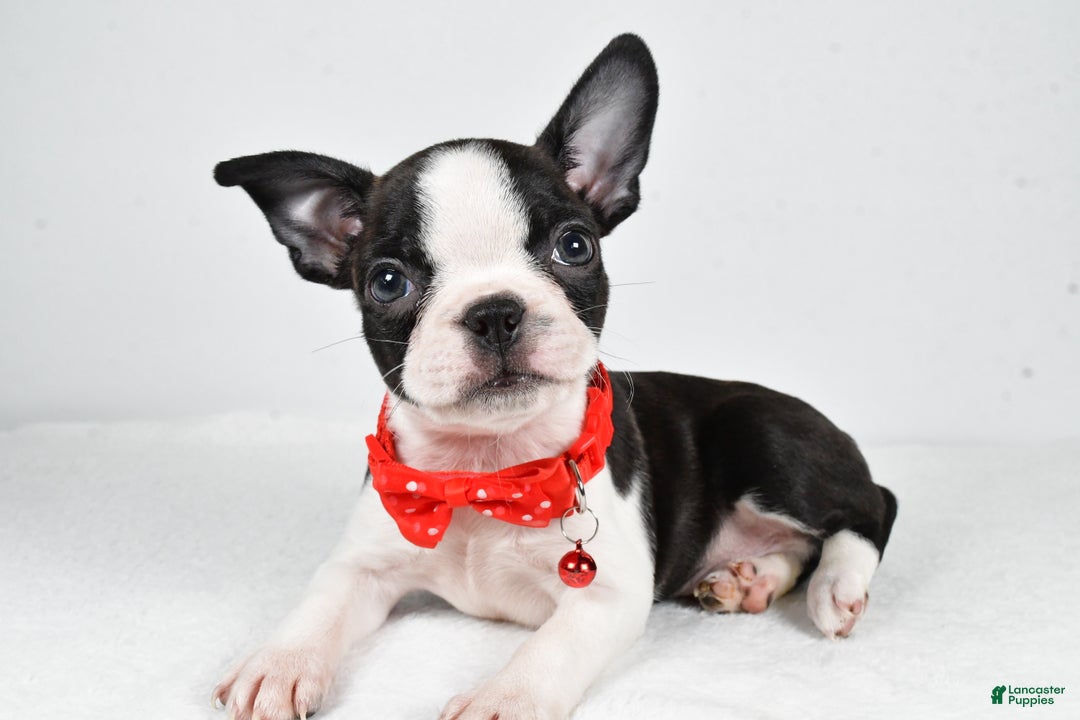 Boston Terrier dogs for sale: Wilson - Ad 2