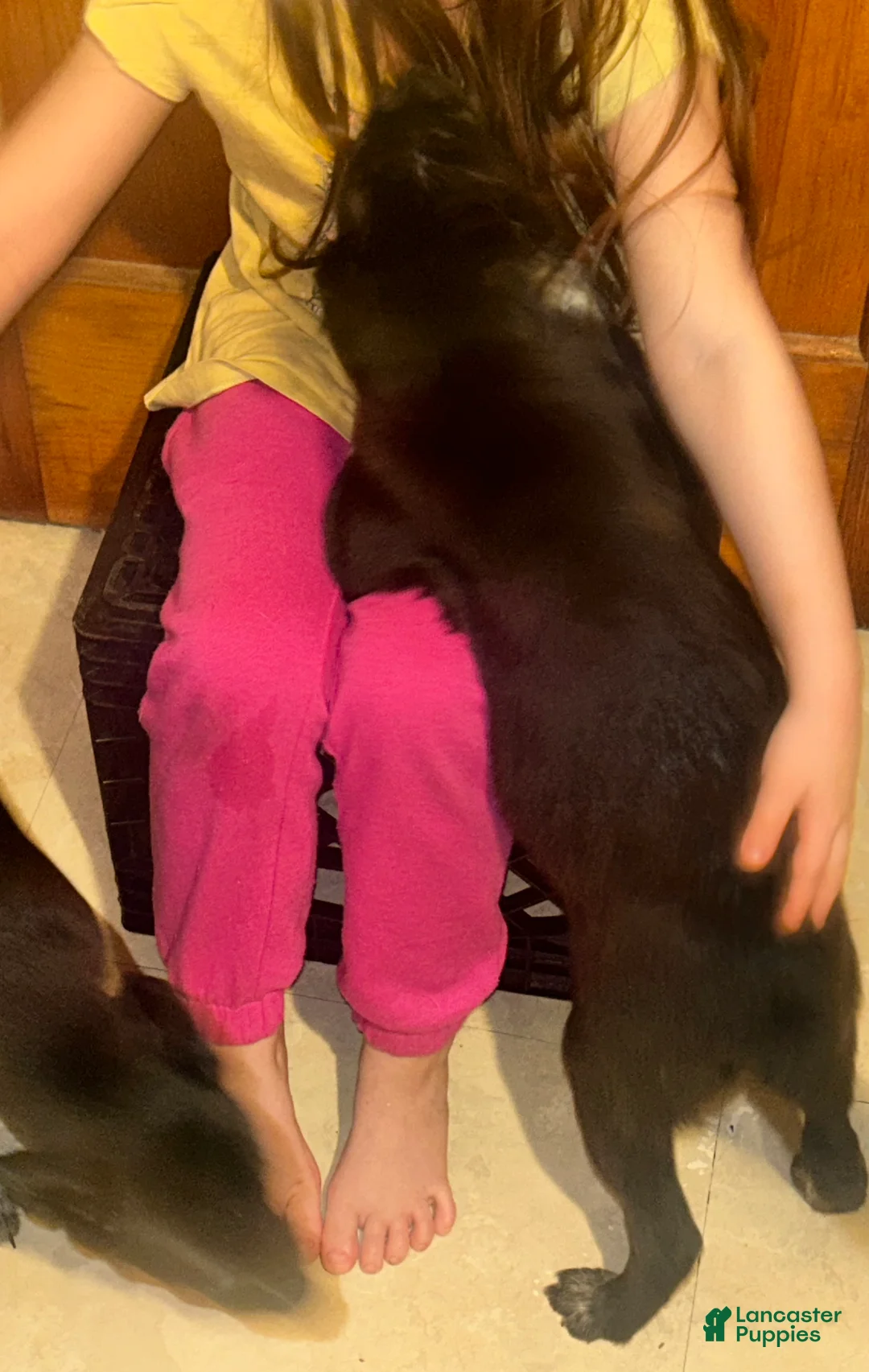 Mixed Breed dogs for sale: Bo - Ad 2