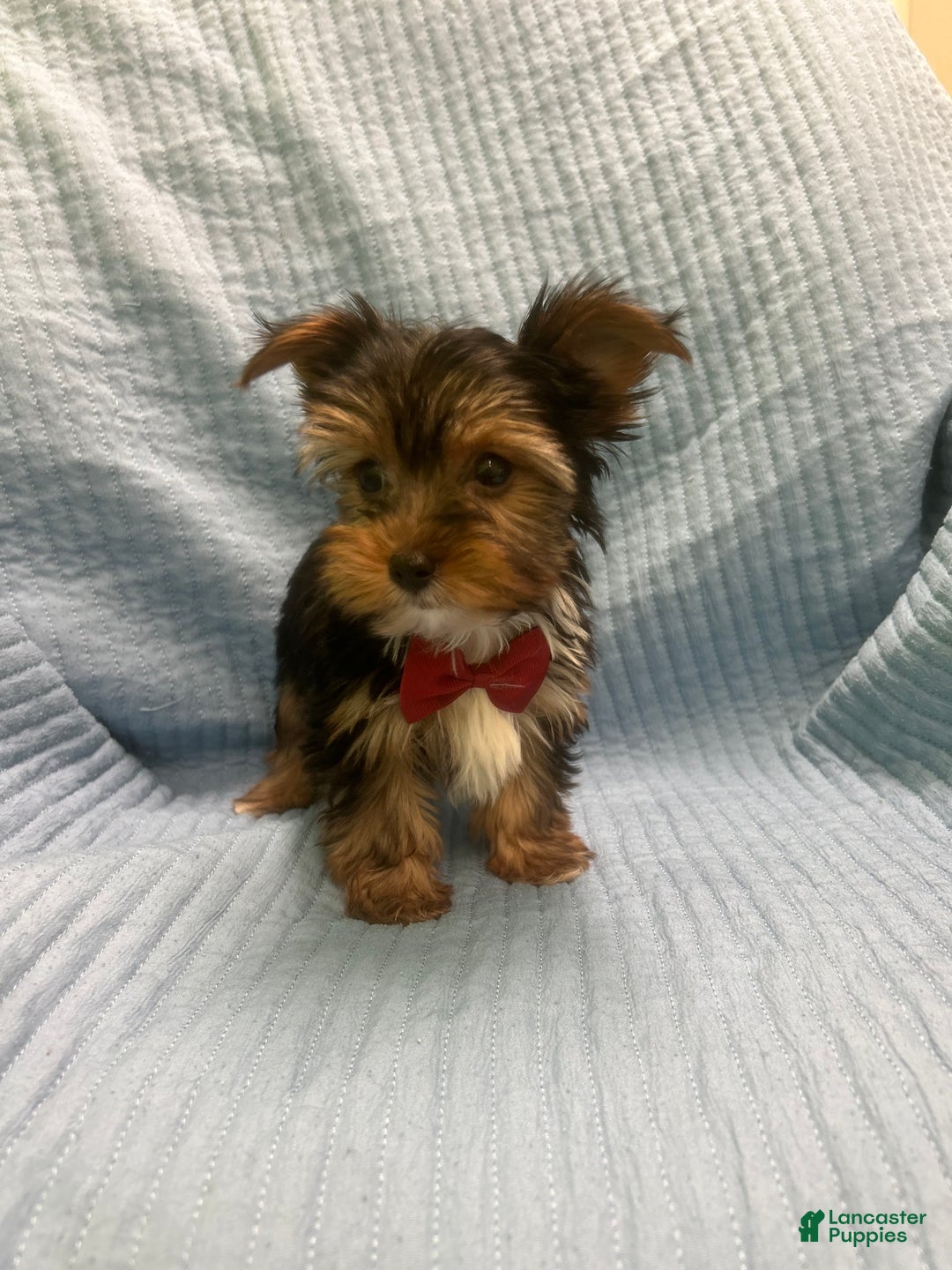 Morkie dogs for sale: Morkie Puppy 4 - Ad 2
