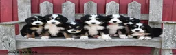 Bernedoodle dogs for sale: Sandy - Ad 2