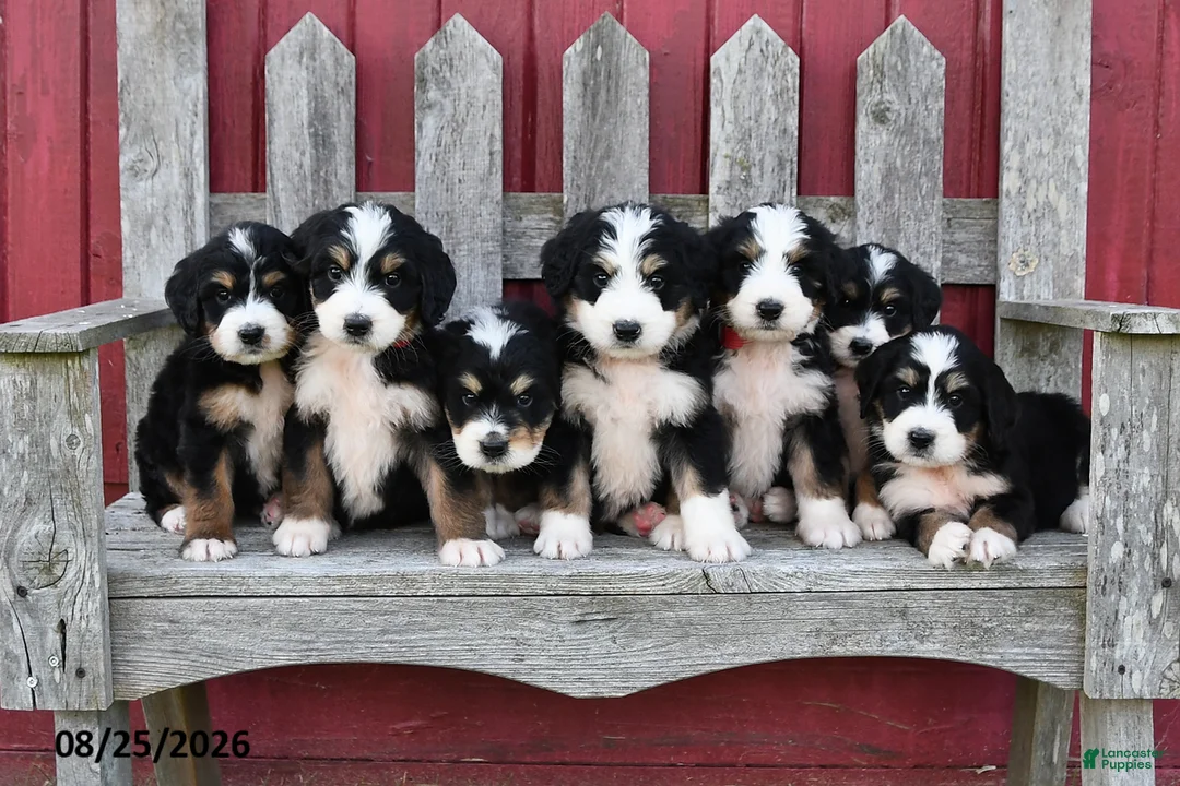 Bernedoodle dogs for sale: Sandy - Ad 2