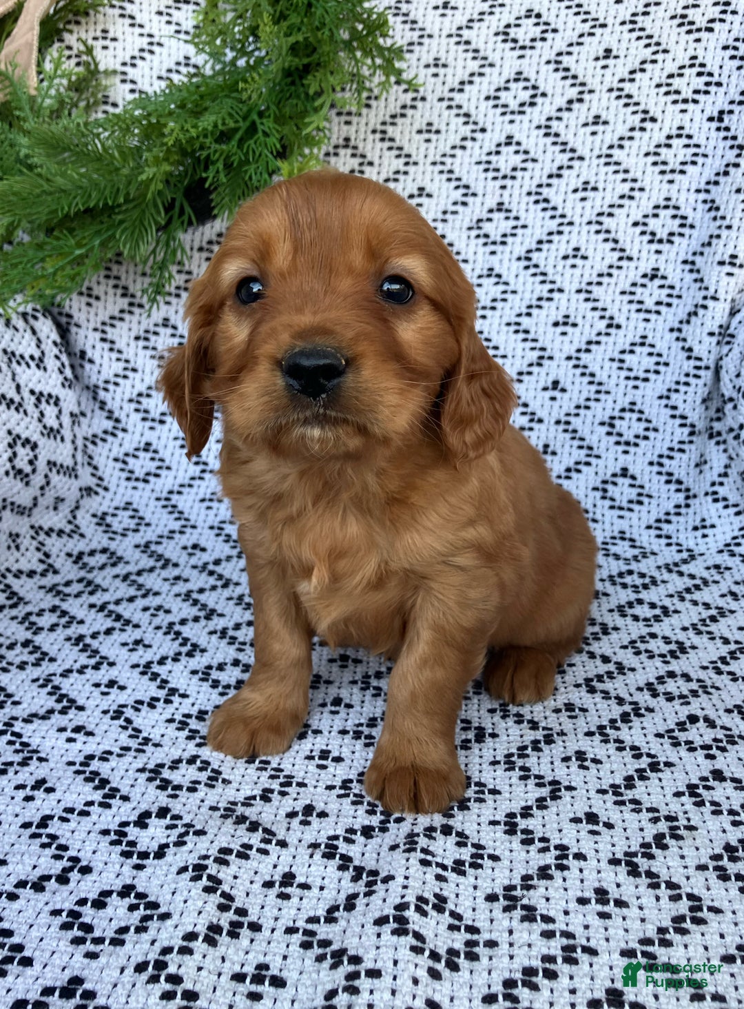 Miniature Golden Retriever dogs for sale: Leo - Ad 6