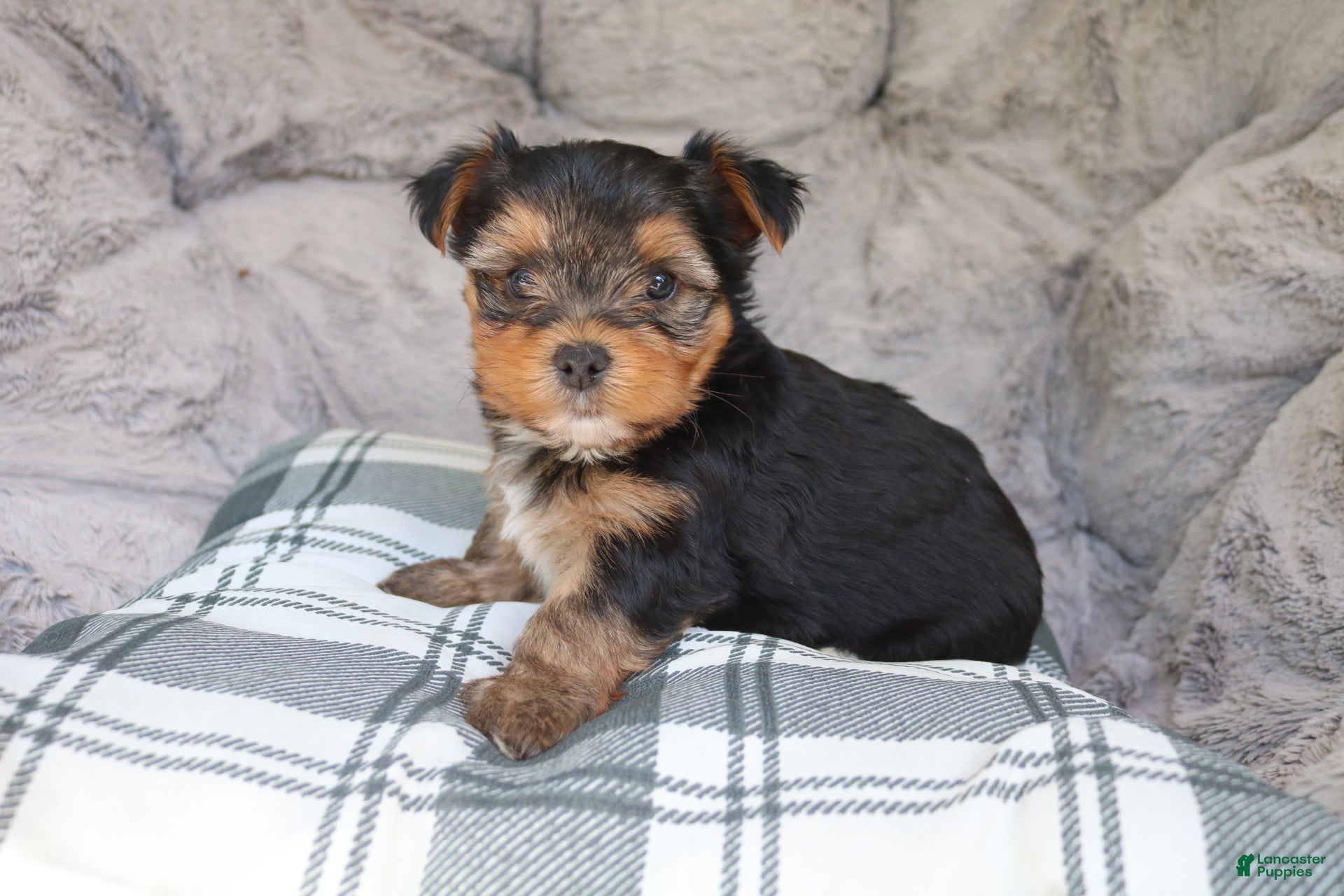 Yorkshire Terrier dogs Maggie - Ad 1