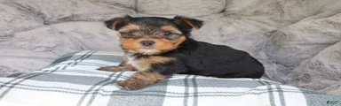 Maggie