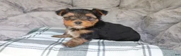 Yorkshire Terrier dogs for sale: Maggie - Ad 1