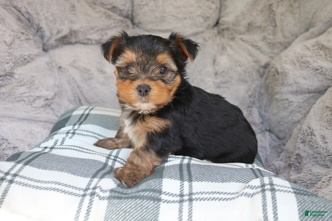 Yorkshire Terrier dogs for sale: Maggie - Ad 1