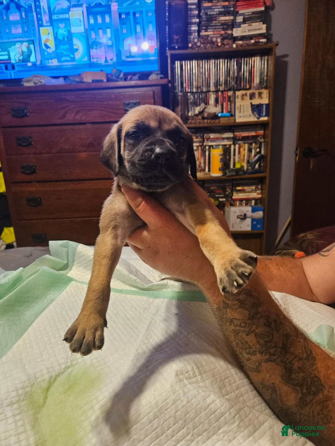 English Mastiff dogs for sale: English Mastiff 4 - Ad 1