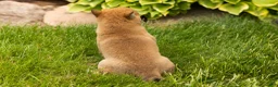 Shiba Inu dogs for sale: Jasper  - Ad 5