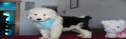 Sheepadoodle dogs for sale: Rambo - Ad 2