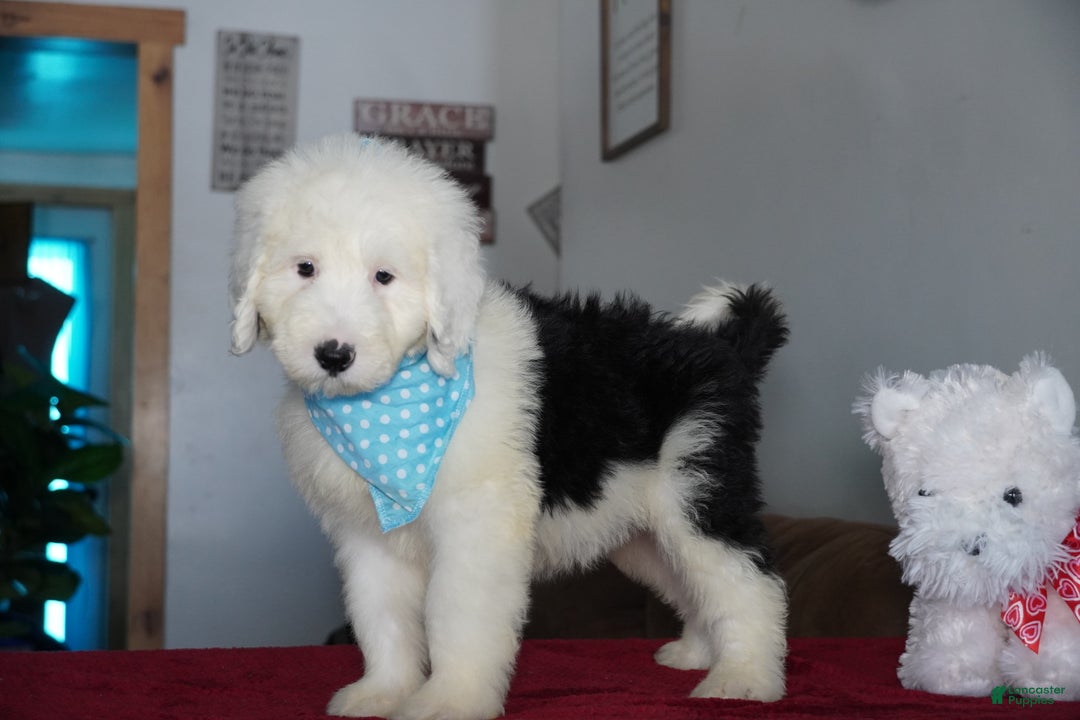 Sheepadoodle dogs for sale: Rambo - Ad 2