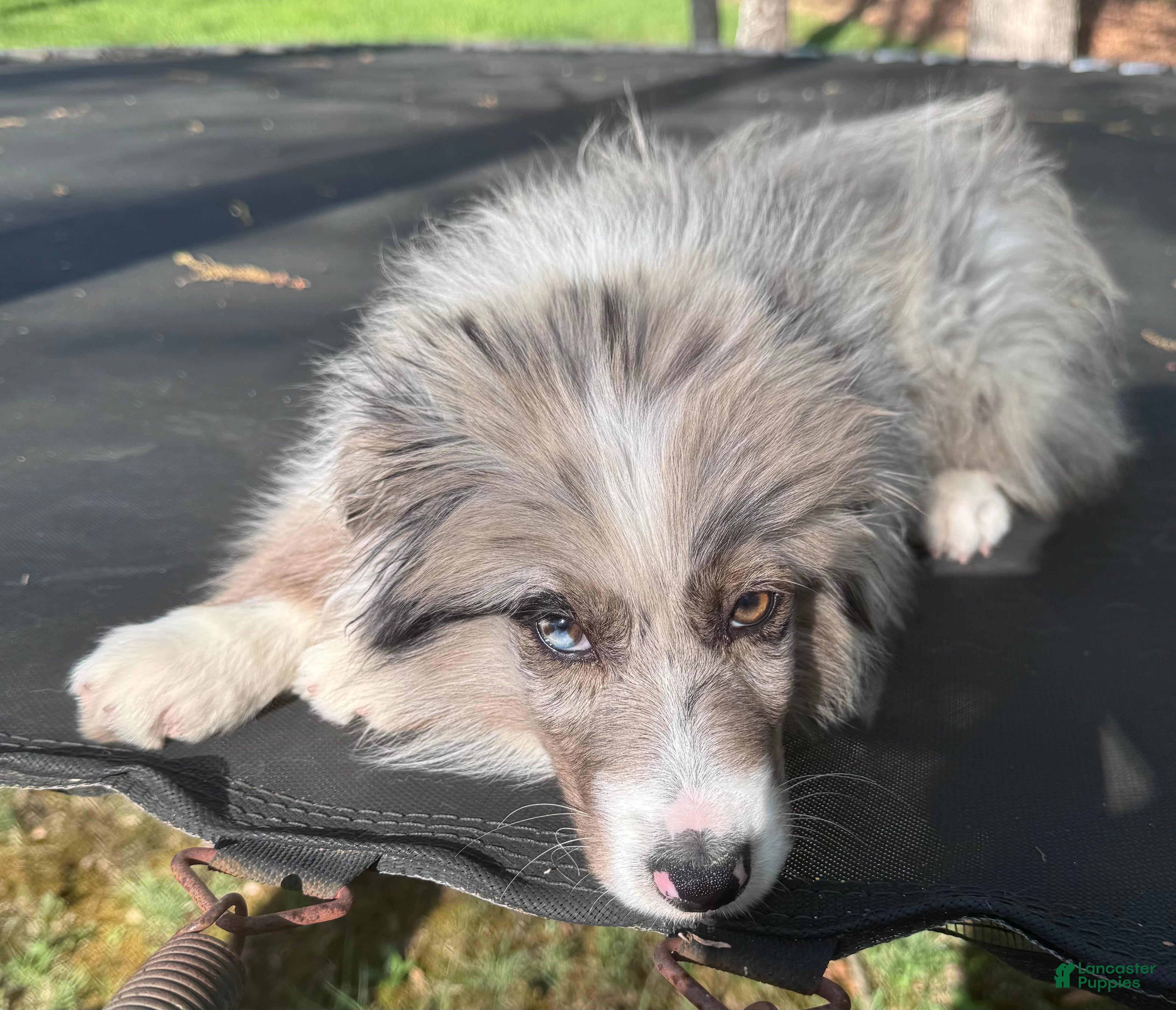 Australian Shepherd dogs Australian Shepherd Puppy - Lime Green Collar - Ad 2