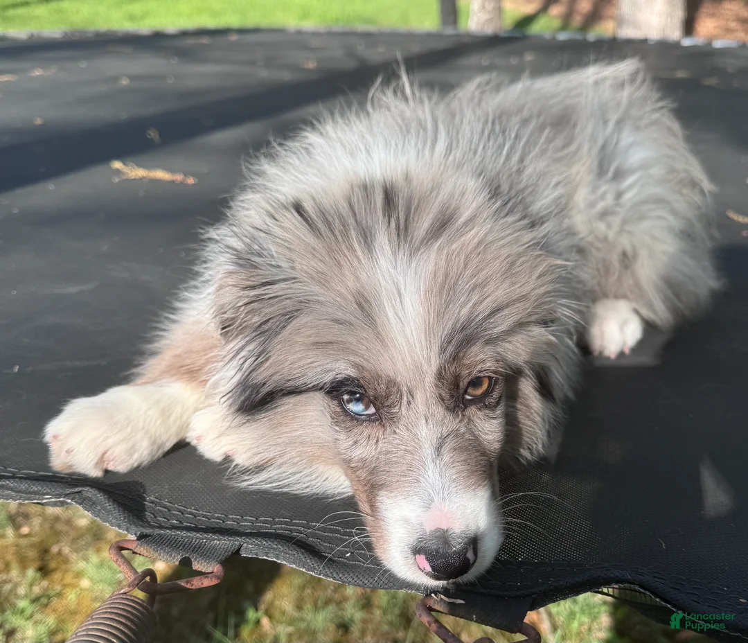 Australian Shepherd dogs for sale: Australian Shepherd Puppy - Lime Green Collar - Ad 2