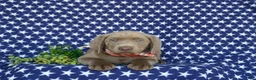 Labrador Retriever dogs for sale: Waylon - Ad 6
