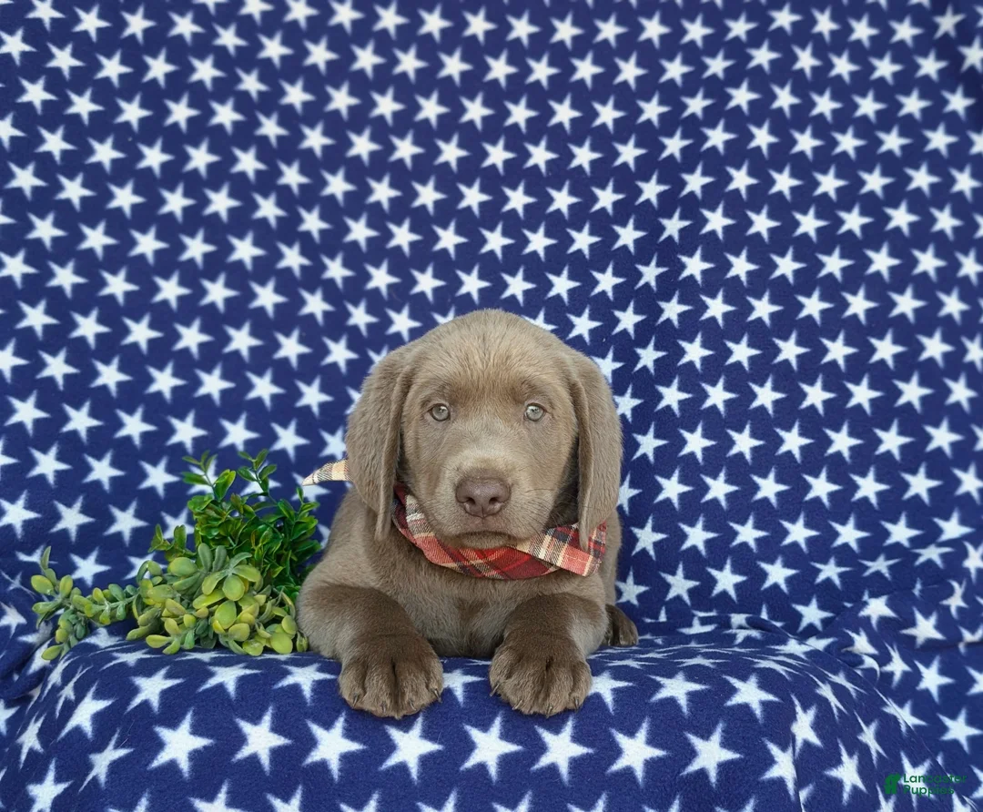 Labrador Retriever dogs for sale: Waylon - Ad 6