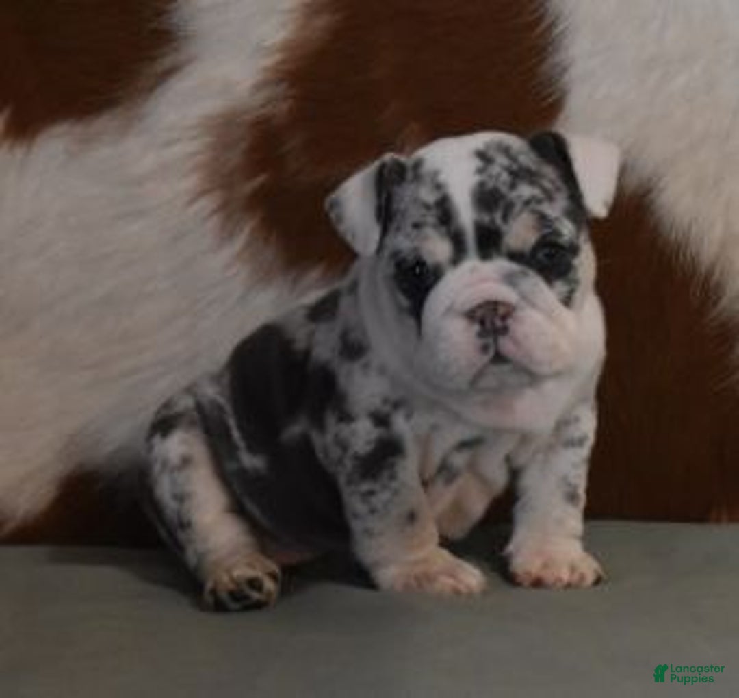 English Bulldog dogs for sale: TRISH - Ad 3