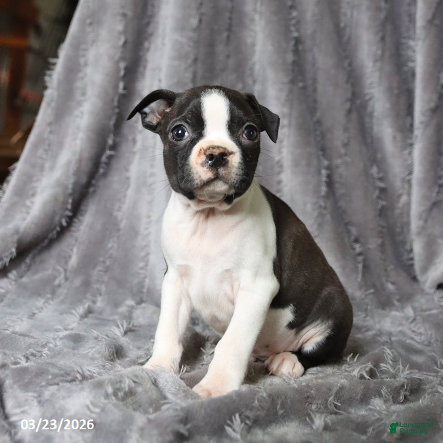 Boston Terrier dogs Rascal - Ad 1