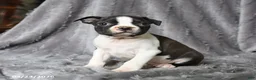 Boston Terrier dogs for sale: Rascal - Ad 1