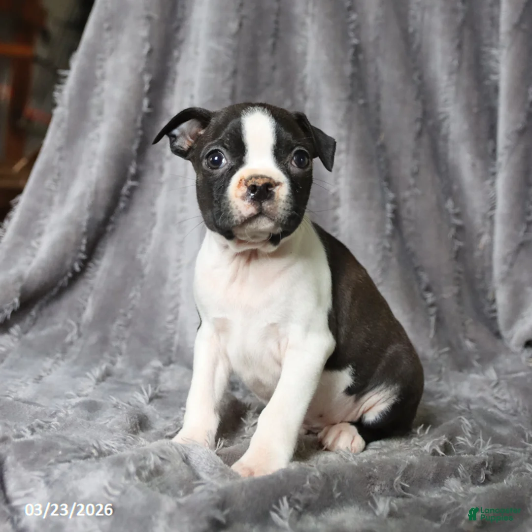 Boston Terrier dogs for sale: Rascal - Ad 1