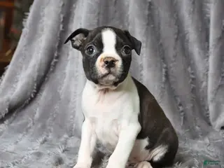 Boston Terrier dogs for sale: Rascal - Ad 2