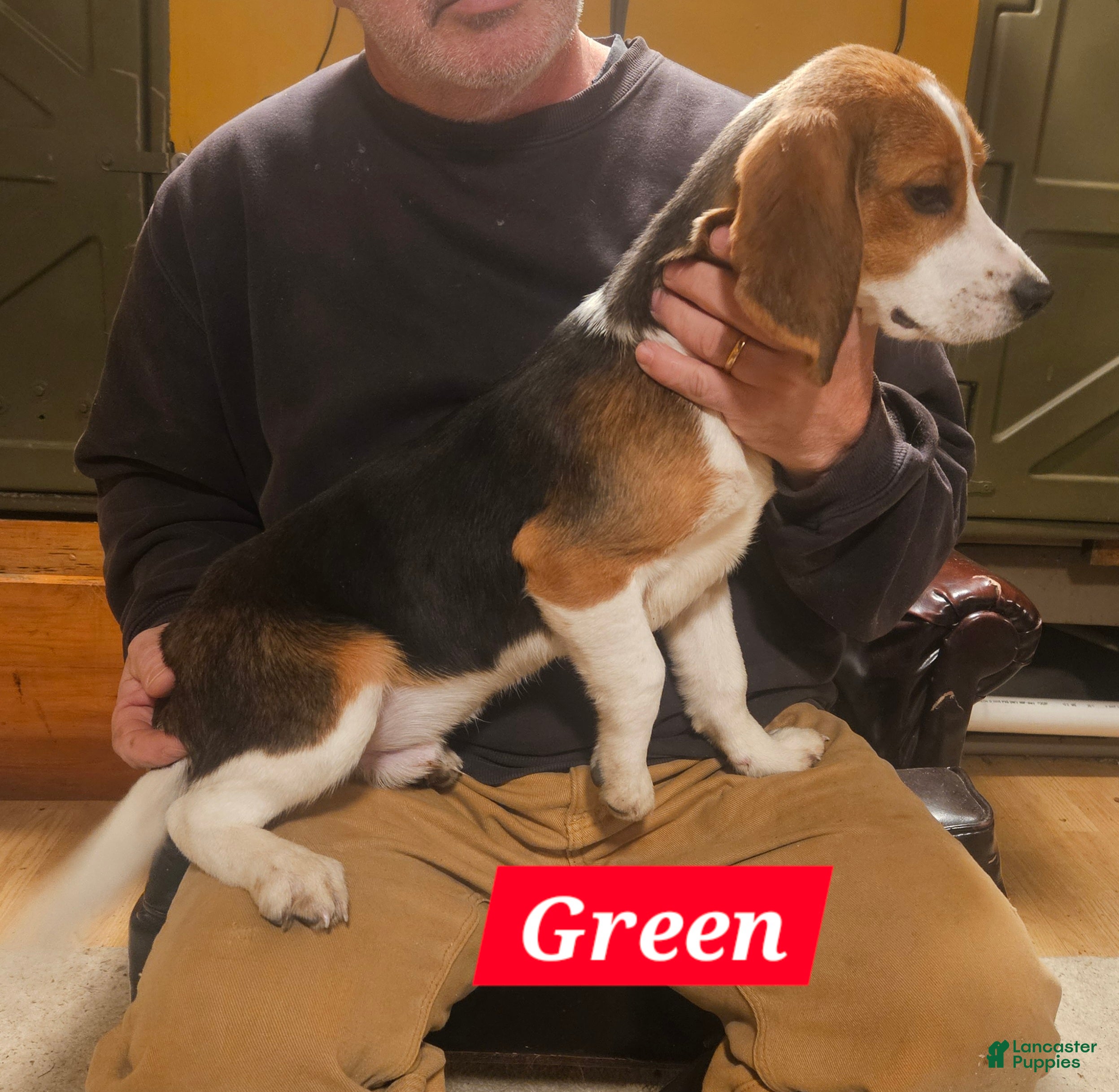Beagle dogs Green - Ad 2