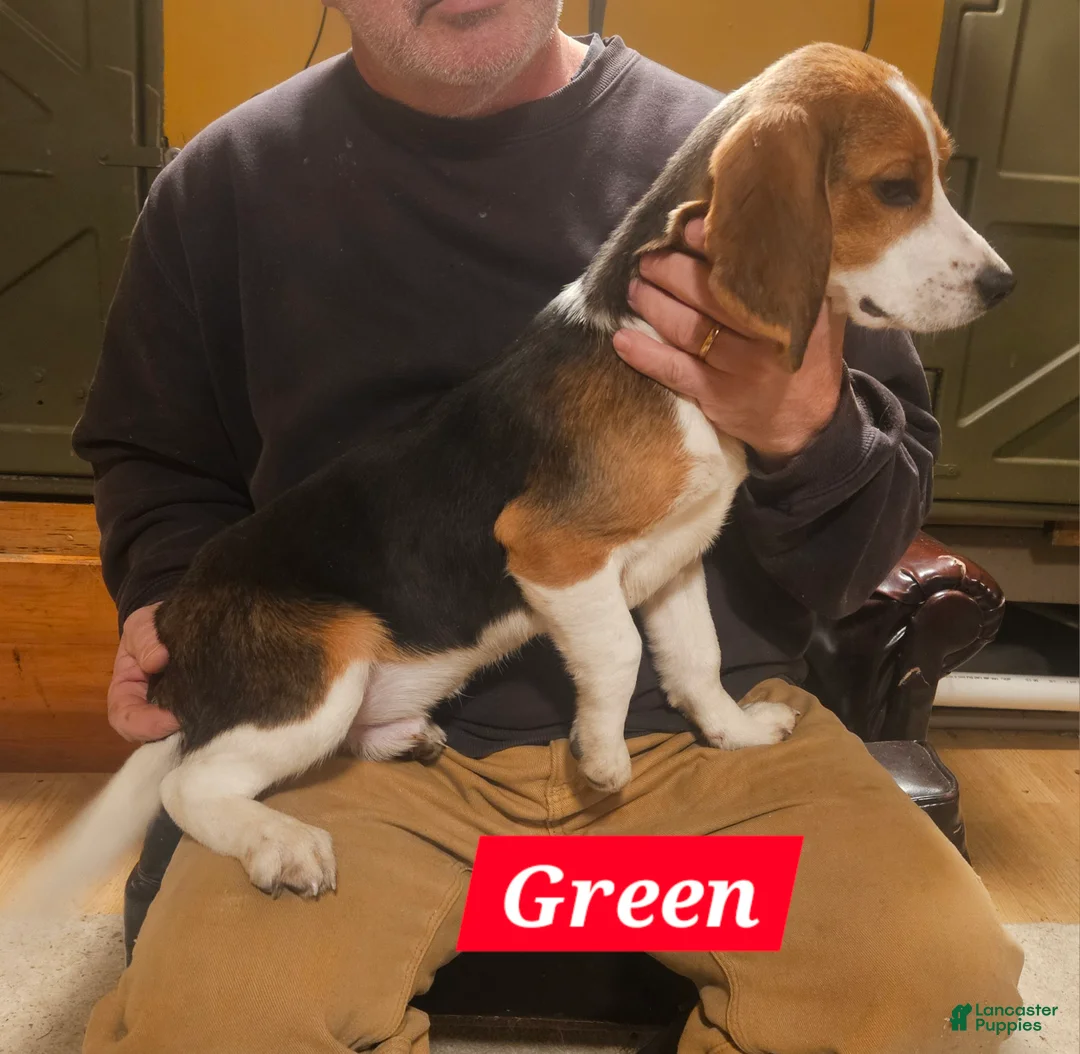 Beagle dogs for sale: Green - Ad 2