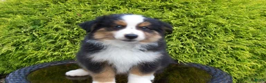 Amos