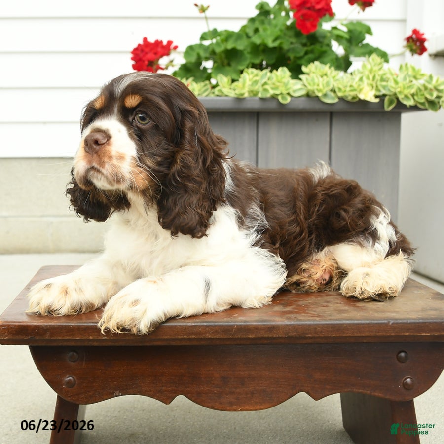 English Cocker Spaniel dogs Jack  - Ad 2