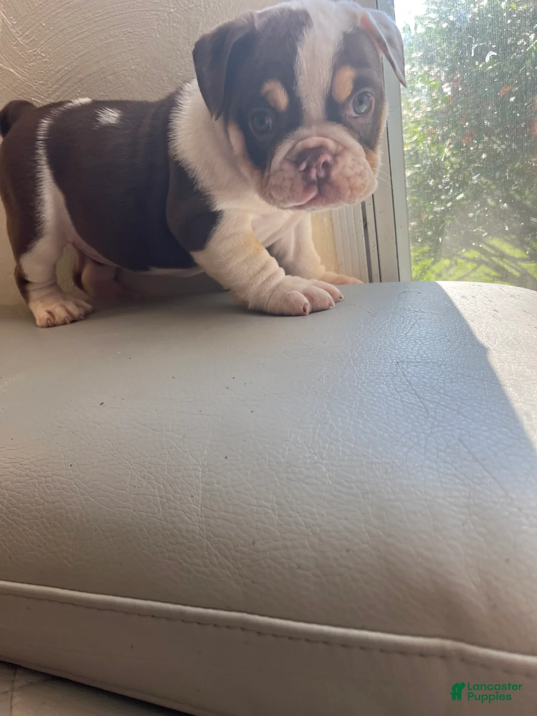 English Bulldog dogs for sale: English Bulldog 2 - Ad 2