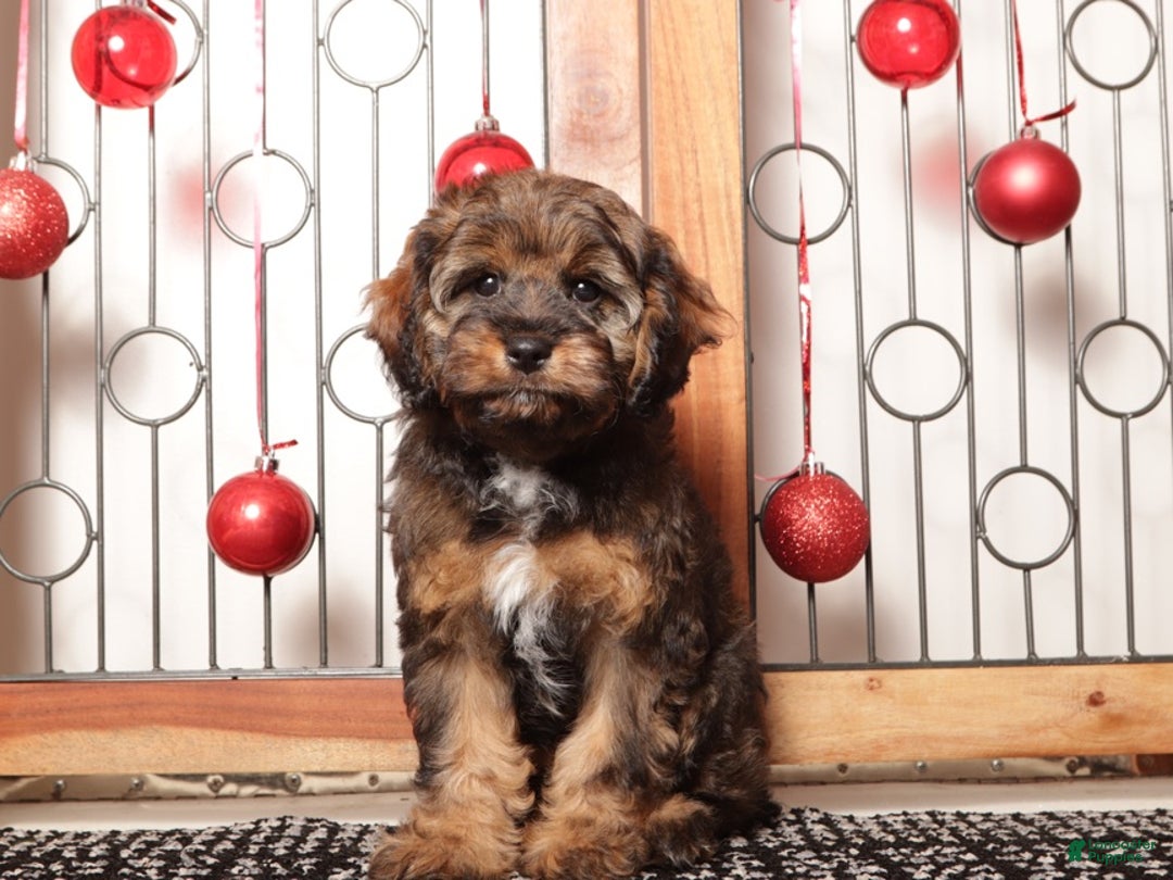 Cavapoo dogs for sale: Gracie - Ad 4