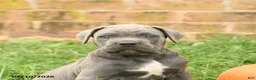 Cane Corso dogs for sale: Felix - Ad 4