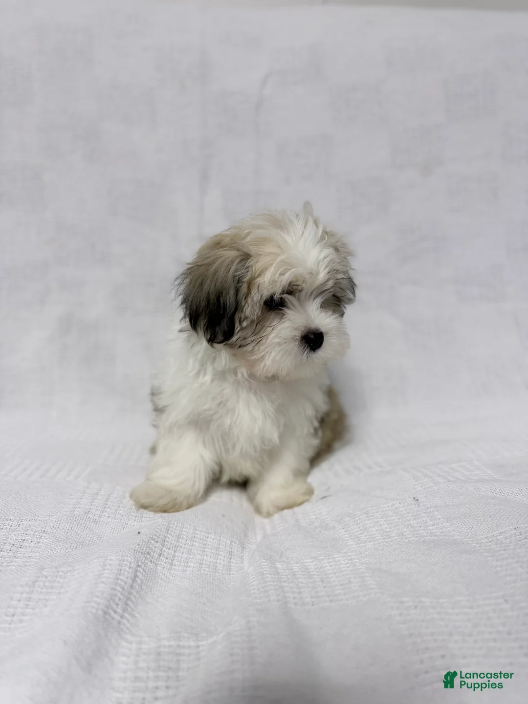 Malshi dogs for sale: Charlie - Ad 10