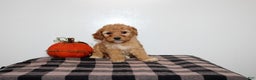 Mini Goldendoodle dogs for sale: Dexton - Ad 4