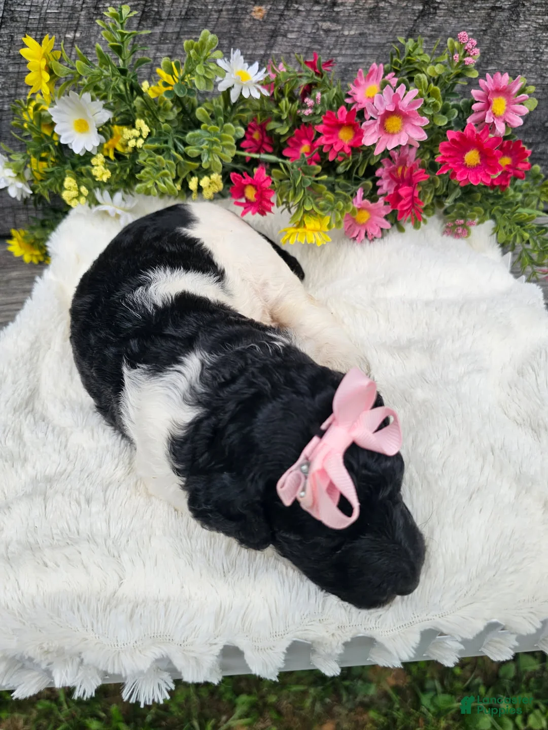 Standard Poodle dogs for sale: Harper - Ad 1