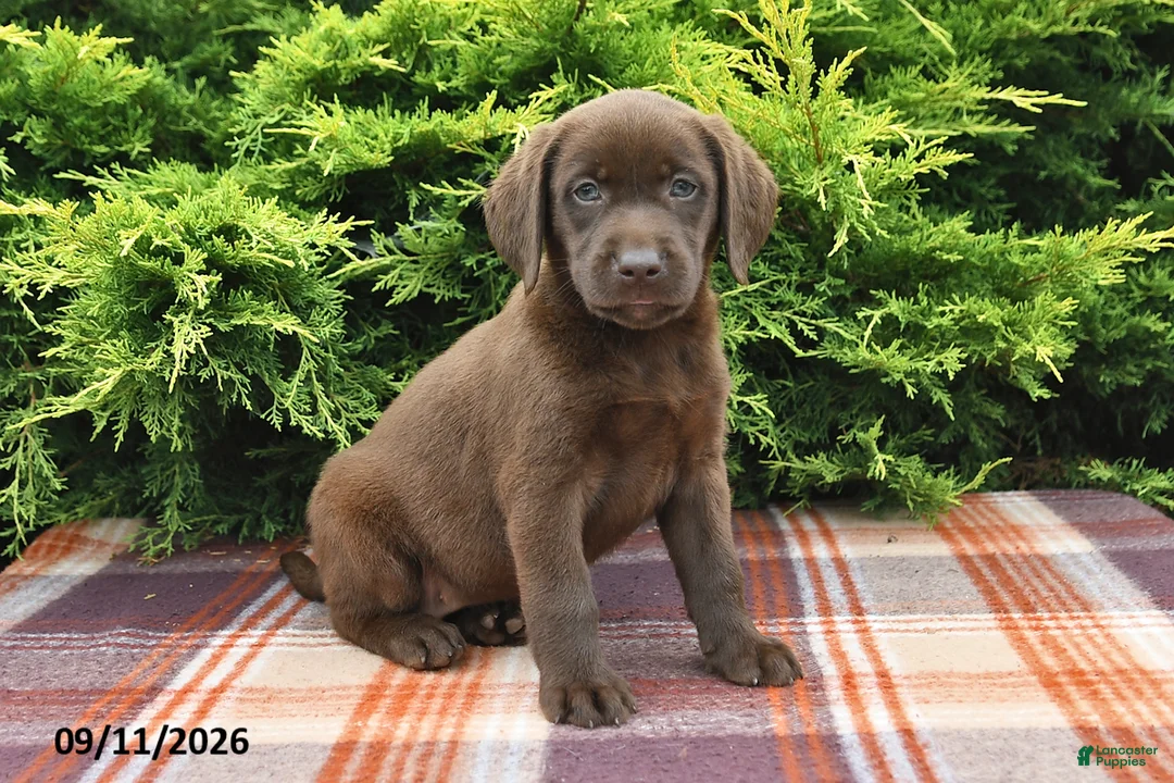 Labrador Retriever dogs for sale: Kaci - Ad 1