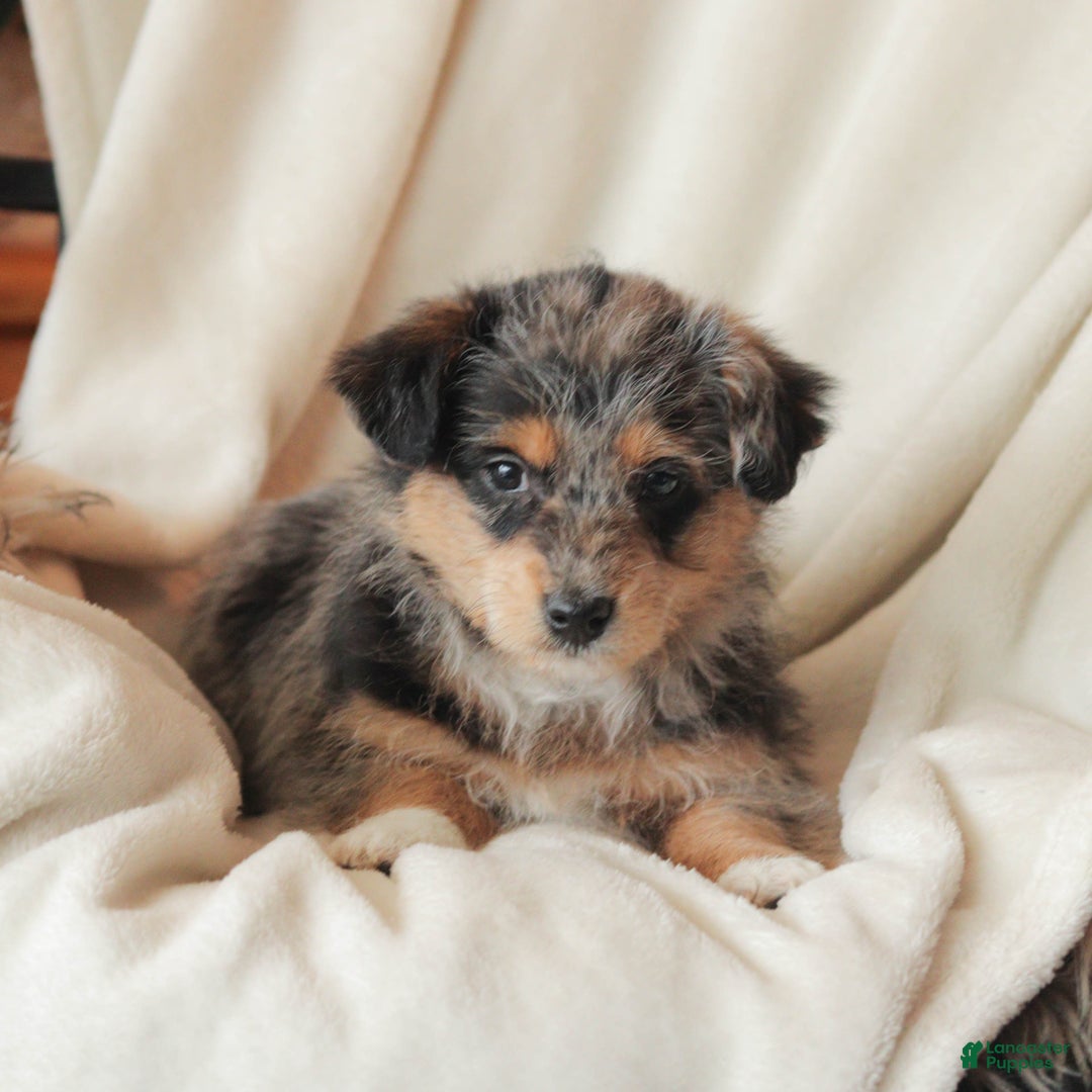 Mixed Breed dogs for sale: Nibbles - Ad 6