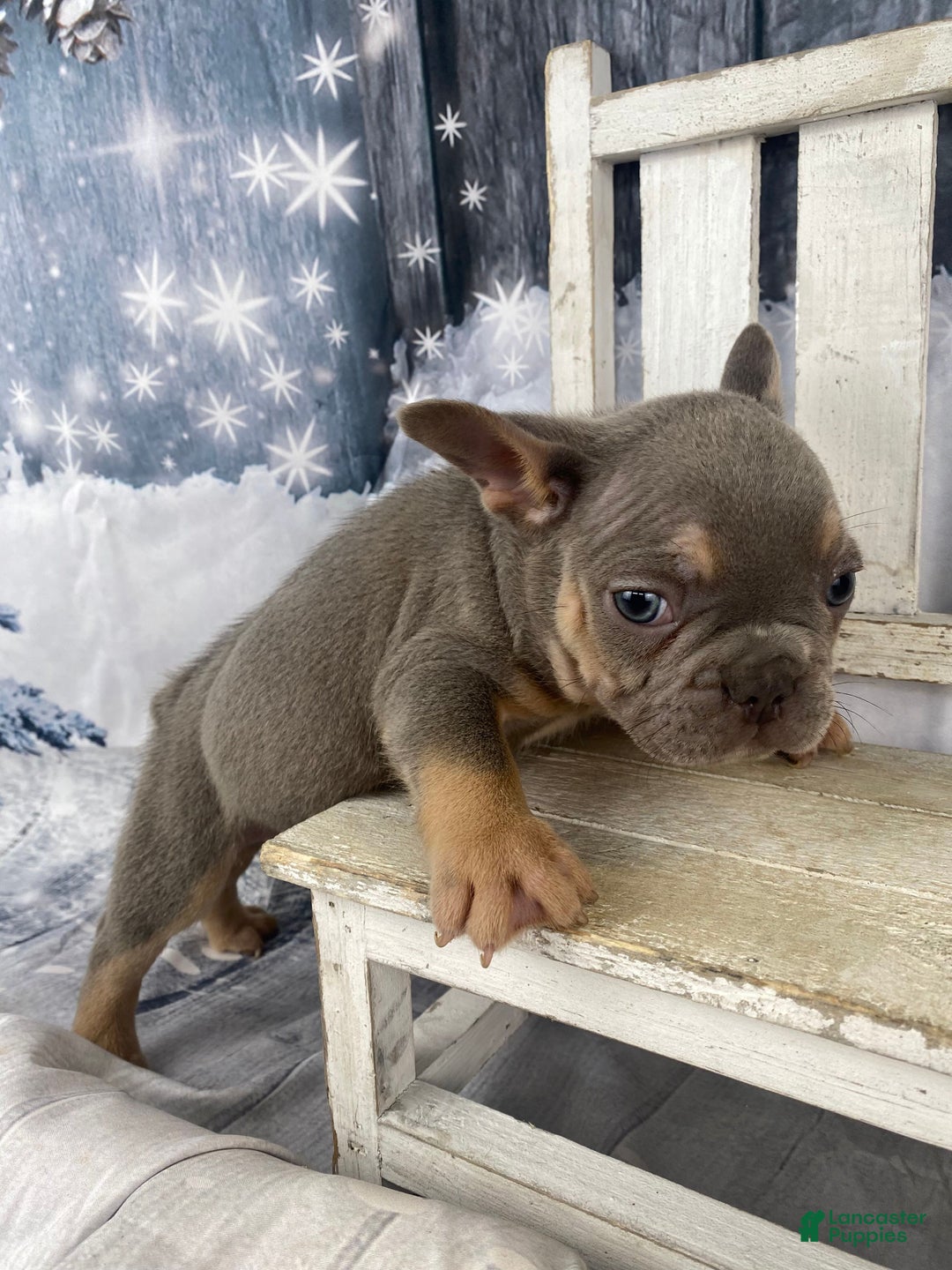 French Bulldog dogs for sale: Jasper - Ad 11